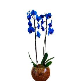 thumb-orquidea-azul-no-aquario-0
