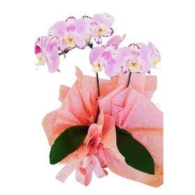 Orquídea  decorada